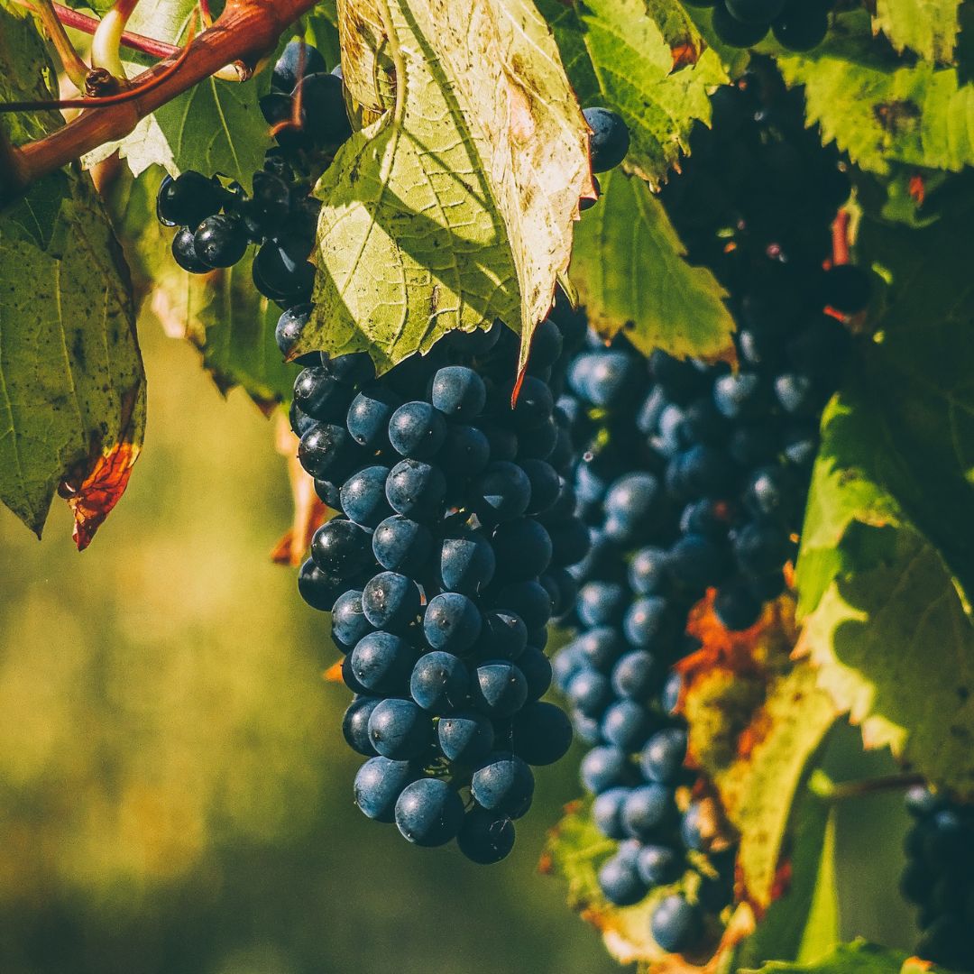 Wine grapes on the vine bathed in sunlight